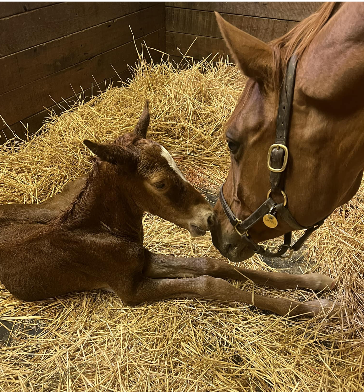 A 2023 Carrico colt born at Stone Columns Stables and owned by a client.