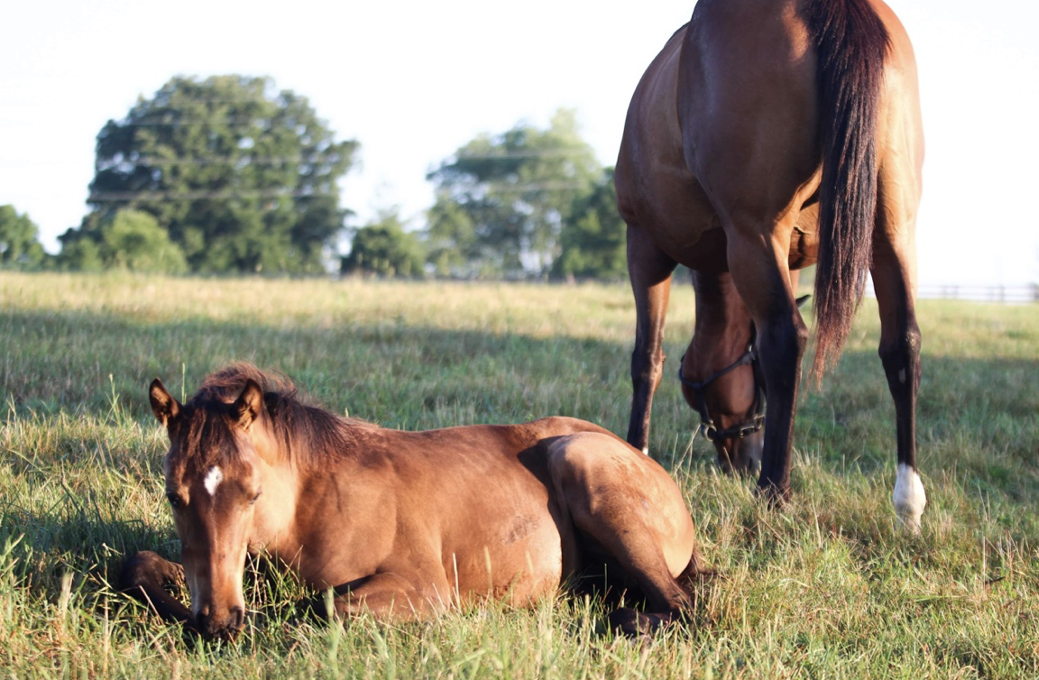A foal rests while it’s mother grazes nearby. Photo: Brandi Chase