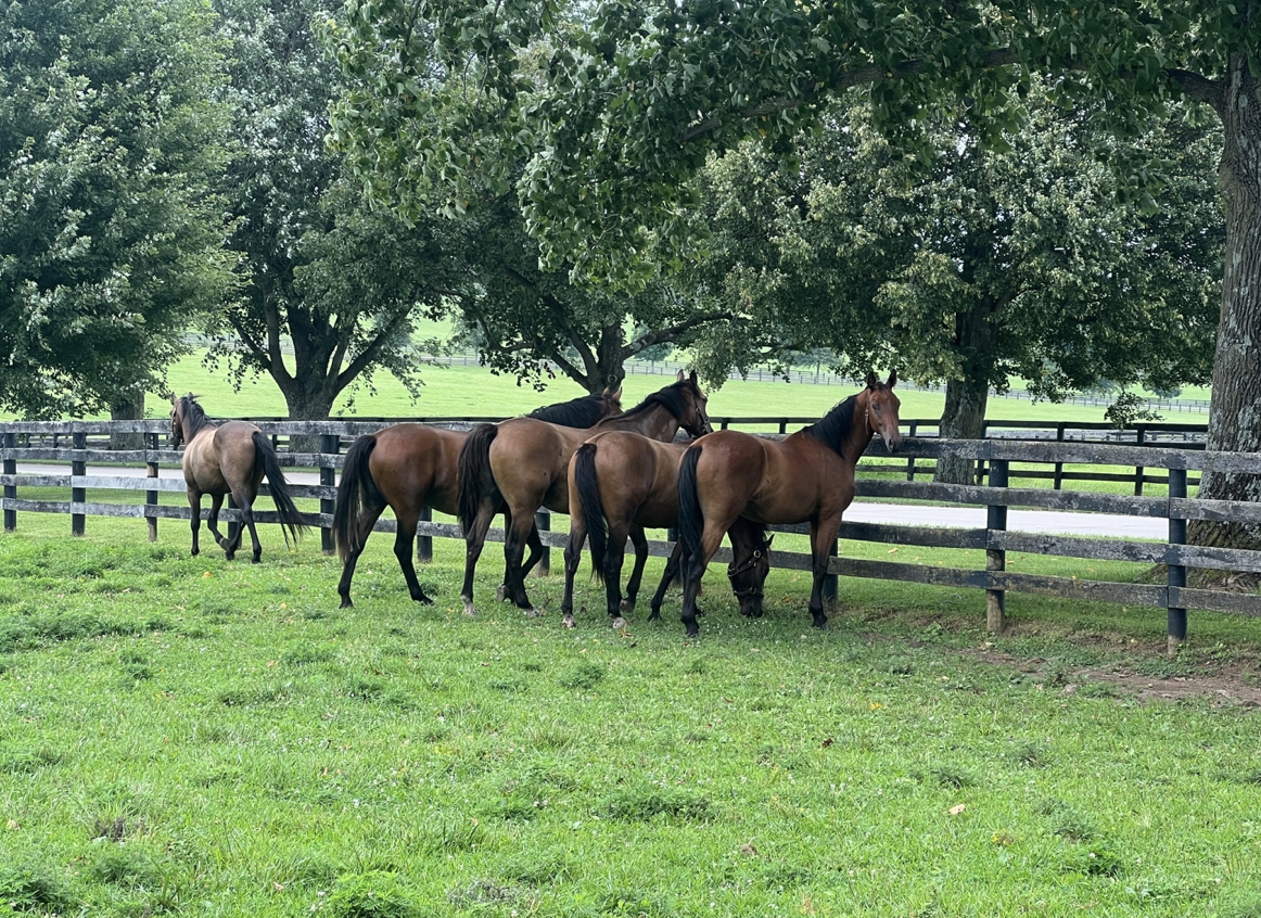 A herd of two year olds.