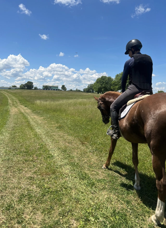 A young horse hacking to the arena.