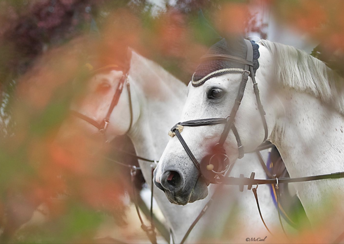An artistic shot with the fall colors at the Autumn Classic at the Murieta Equestrian Center. Photo: McCool Photography