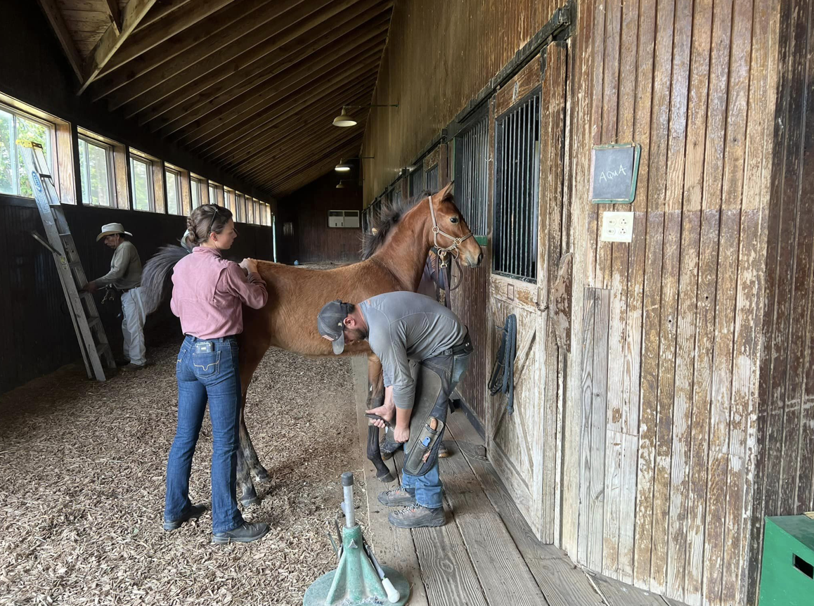 An early farrier session.