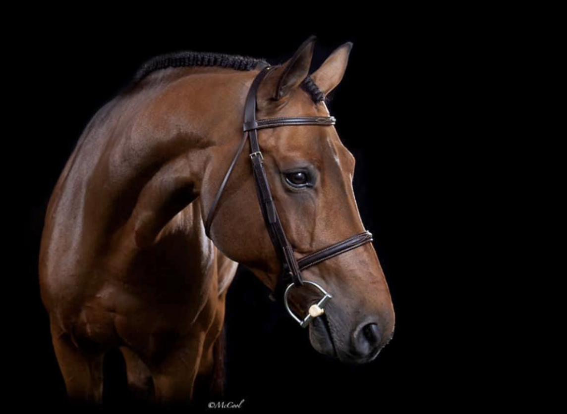 An equine portrait. Photo: McCool Photography