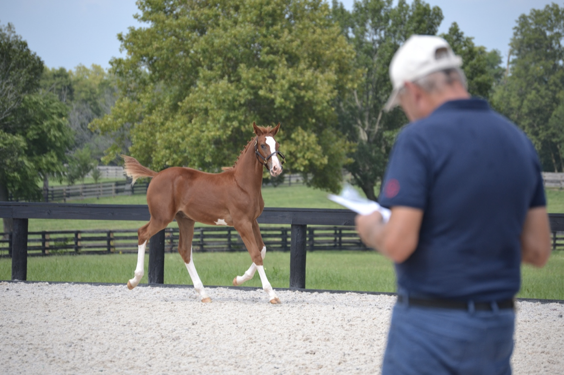 BWP inspection of our foals, this one was 2nd highest score in the USA for 2023.