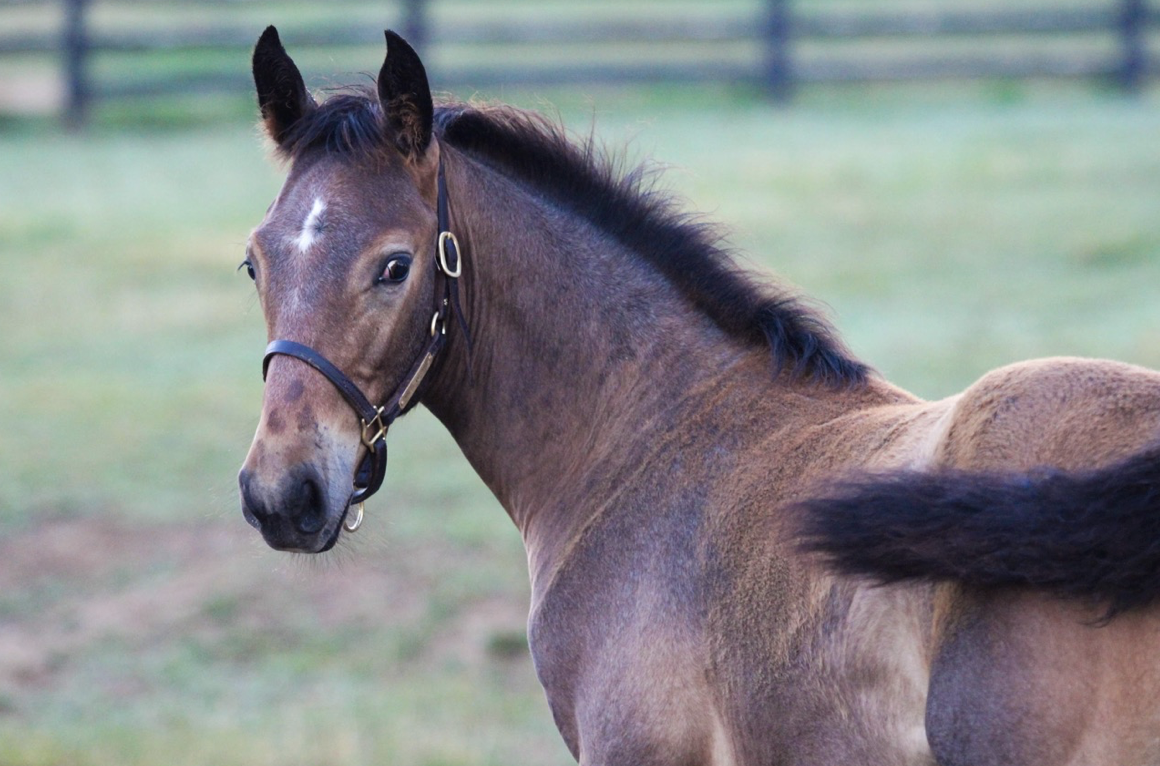 Each young horse at Stone Column Stables has an individualized program that helps them develop to their full potential. Photo: Brandi Chase