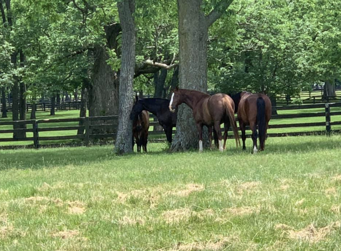 Enjoying their shade trees. Photo: Stone Columns Stables