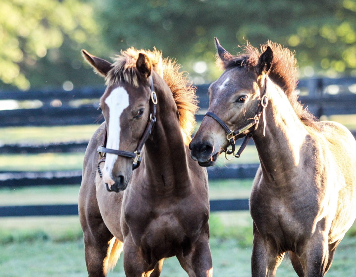 Enjoying time with the herd at Stone Columns Stables in Kentucky. Photo: Brandi Chase