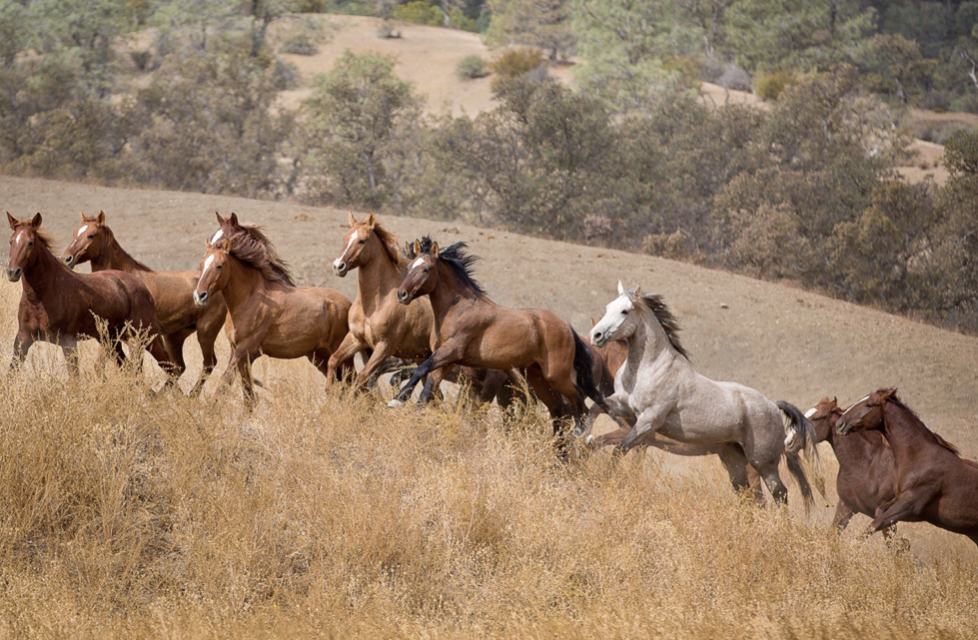 Forever wild mustangs at Montgomery Creek Ranch – Wild Horse Sanctuary in Northern California – captured just as the Mustangs were moving across the ranch in their forever home during one of the photography workshops Tara hosts.