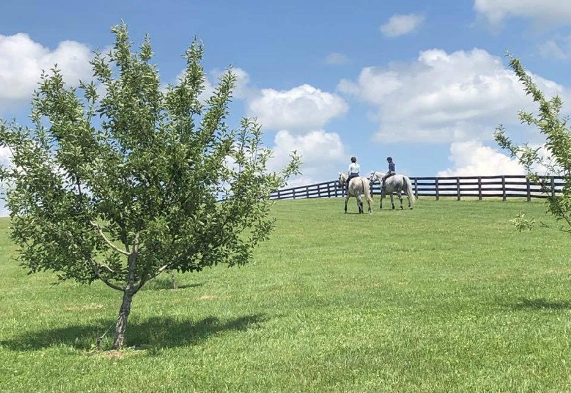 Hacking out at Olive Hill Sporthorses. Photo courtesy of Diana Conlon.