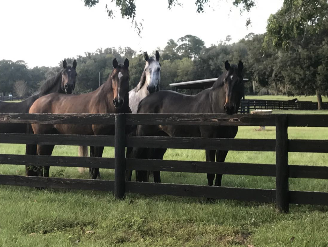 Horses enjoying time in the fields in Ocala. Photo courtesy of Amanda Flint