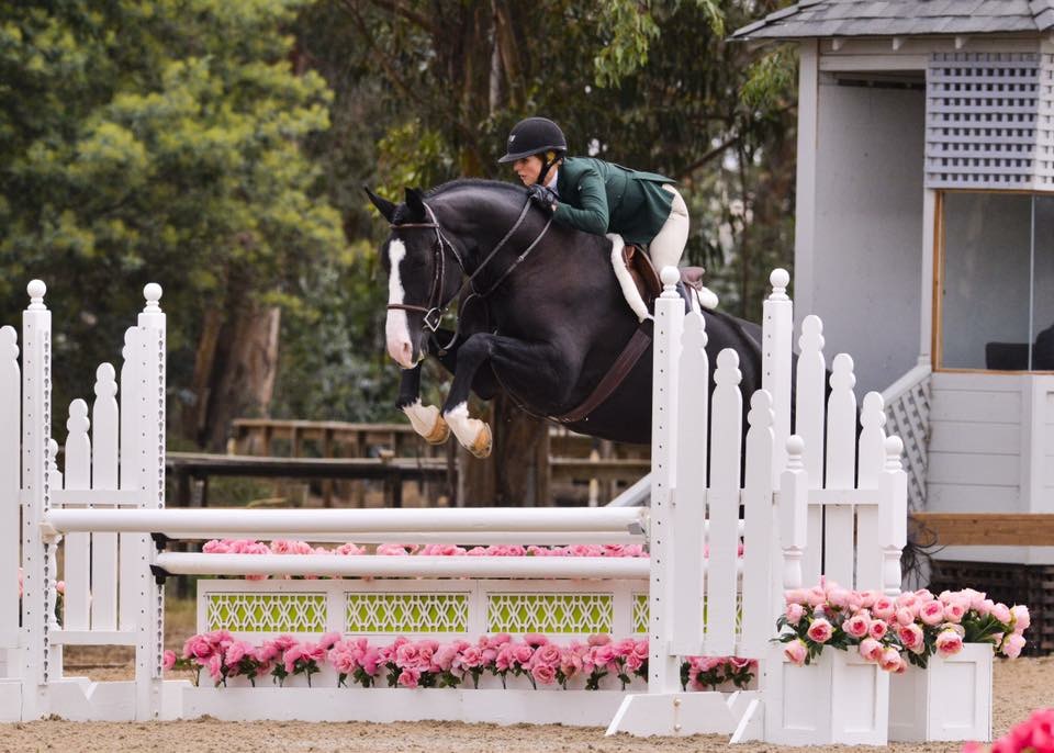 Bastille in Young Hunters at Sonoma Horse Park pc: GrandPix