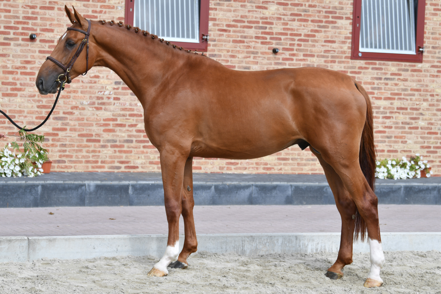Horse Auction Belgium