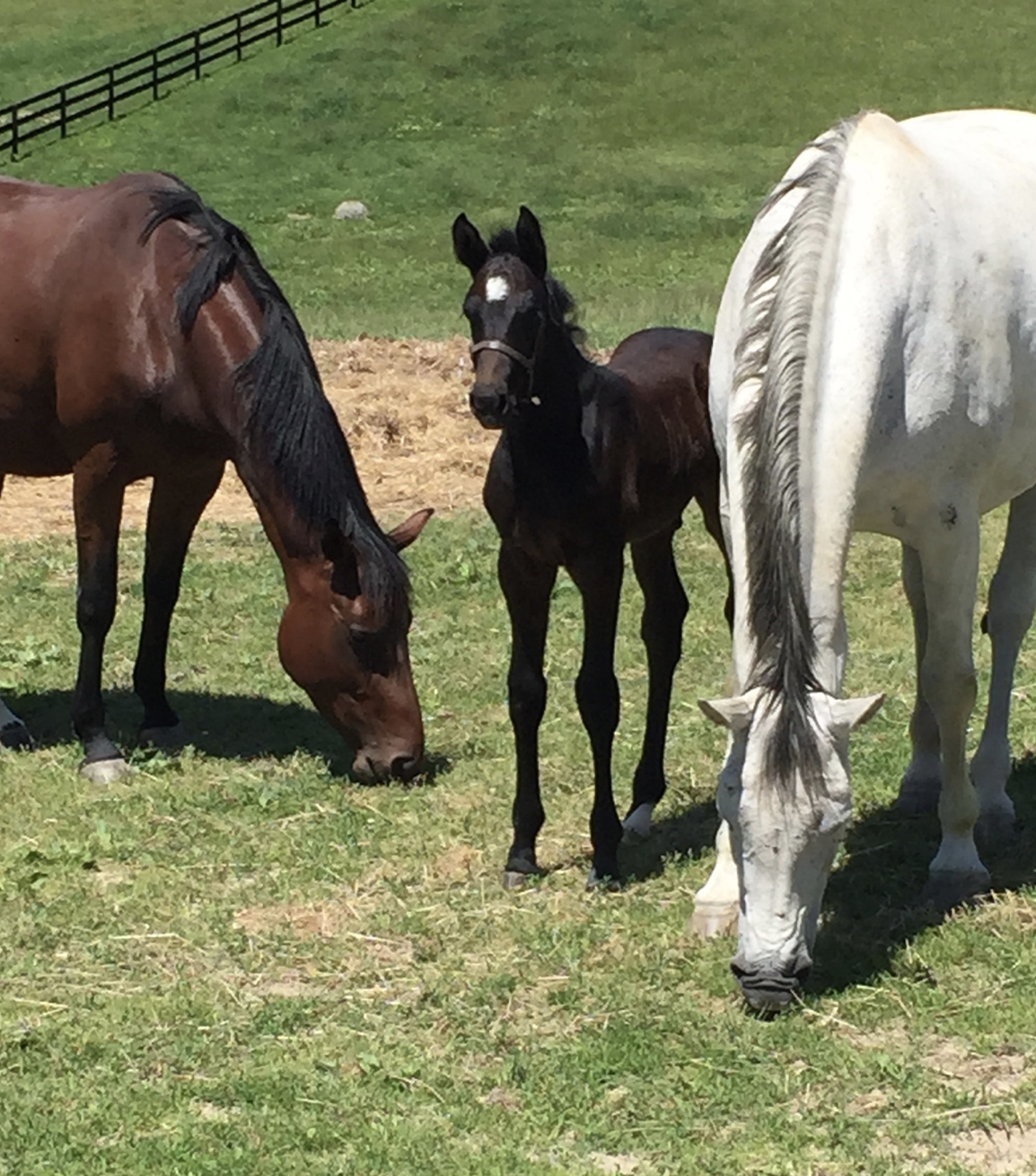 Mares and a foal in the pasture at Hyperion Stud in Virginia. Photo: Hyperion Stud