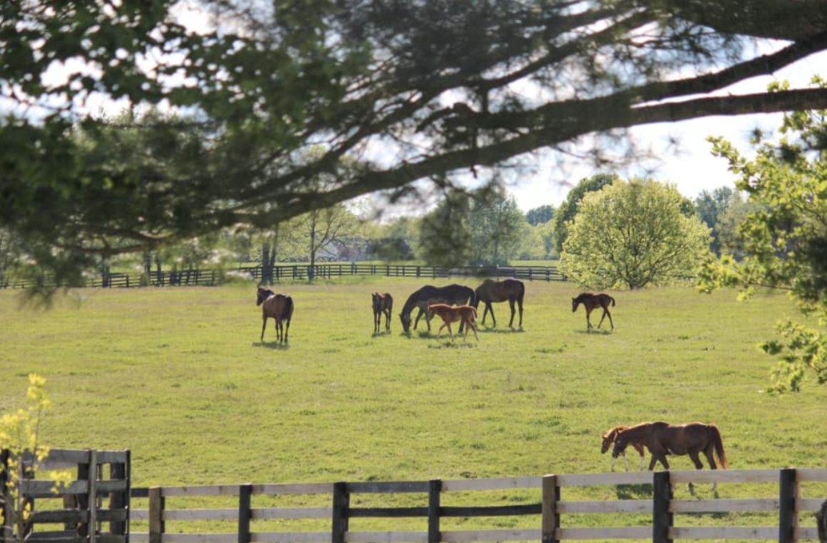 Mares and foals in their field.