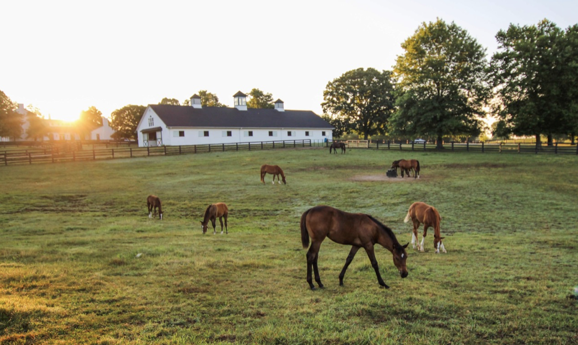 Mares and foals live relaxed and happy lives at Stone Column Stables. Photo: Brandi Chase