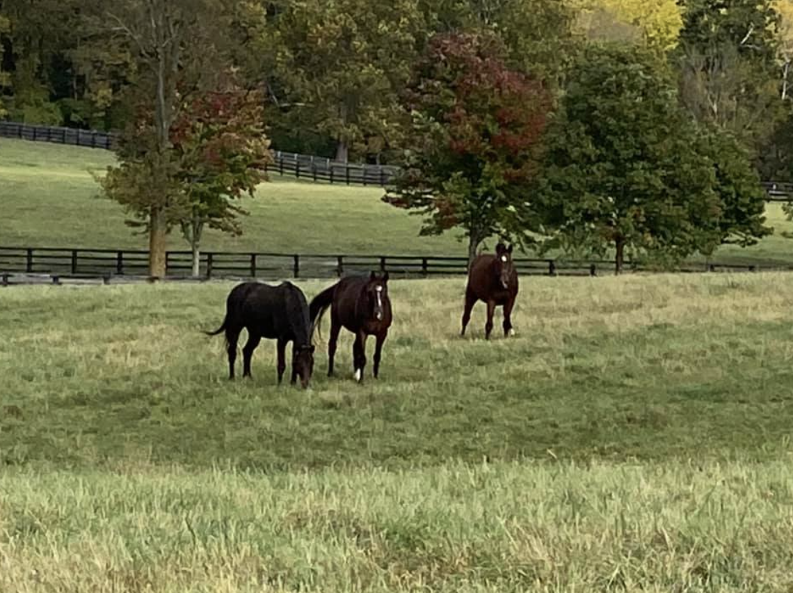 Retirees enjoying their pasture. Photo: Stone Columns Stables