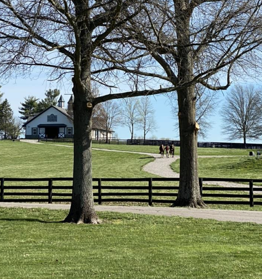 Three-year-olds in training. Photo: Stone Columns Stables