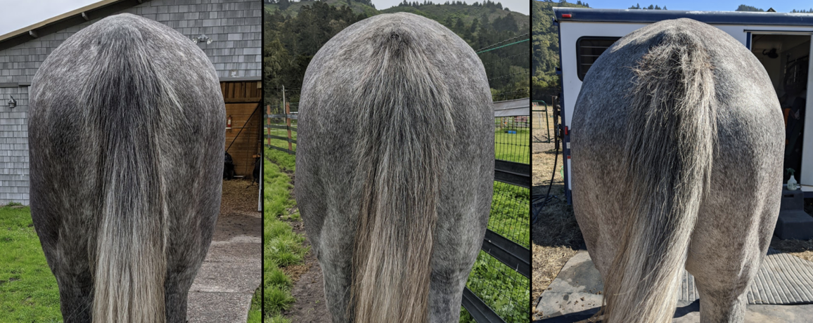 Zara, a five year old OTTB mare, showed great progress in her muscle development over six months. Photos: Lauren Lockliear