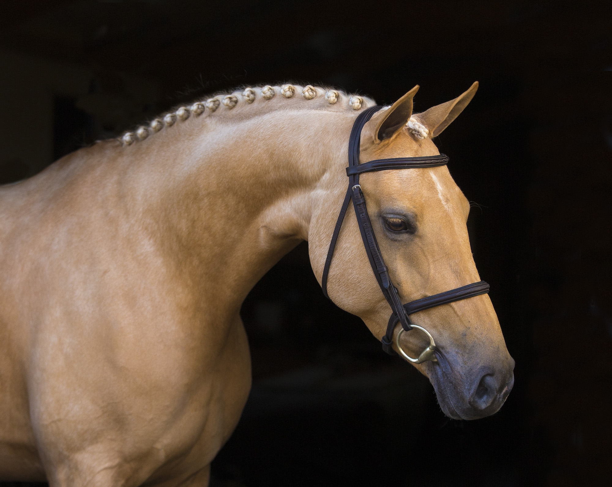 Gold Digger Z – Dutch Sport Horse Sales