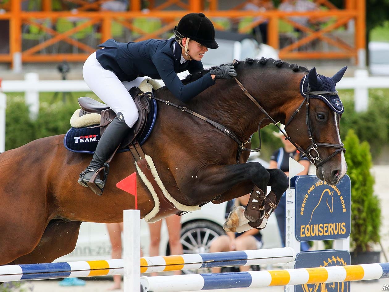 Casall x Ramiro Z fancy stallion | ProEquest