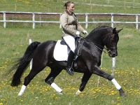 Rubignon - Producer of Dressage and Hunters 