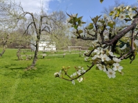 Blossom Time at the Orchard