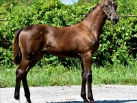 Contadora M 2018 AHS filly  by Contratto