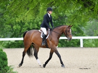 hunters equitation jumpers for sale european-sporthorses
