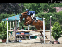 young jumpers for sale european-sporthorses