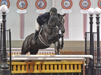 successful young hunters for sale european-sporthorses