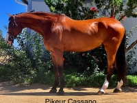 Pikeur Cassano