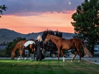 Tami with Arabian Mares at Sunset