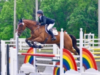 All Heart “Poppy” 2009 Irish Sport Horse by Puissance. Has won everything across the country with YR.