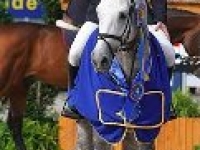 Donaat Brondeel & Adorado @ World championship young horses