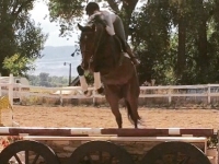 2011 TB gelding, Elton as six year old (Sold)