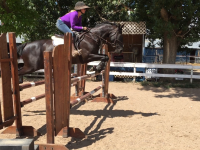 2009 TB mare as a six year old (Sold)