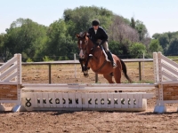 2009 TB gelding, Romeo, here as a six year old (sold)