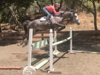 Coco - young jumper prospect
