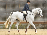 devoted-sunnybrook-horses-for-sale