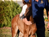 2020 Lord Adonis Filly