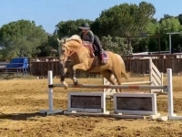 Merlin jumping in a halter