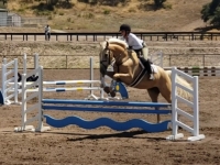 Merlin at Ironwood schooling show with Jr. Rider