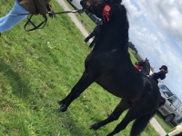 Class 1 Connemara stallion