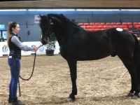 Class 1 Connemara stallion