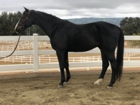equitation horse for sale or lease