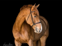 Quotable, equitation horse for sale
