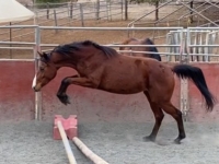 Kai free jumping a tiny cross rail in the round pen