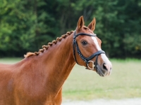2017 14.2 chestnut German Riding Pony for sale