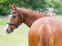2017 14.2 chestnut German Riding Pony for sale
