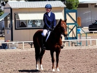 adult amateur equitation o/f and under saddle